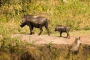 Warthog and babies : 2014 Uganda